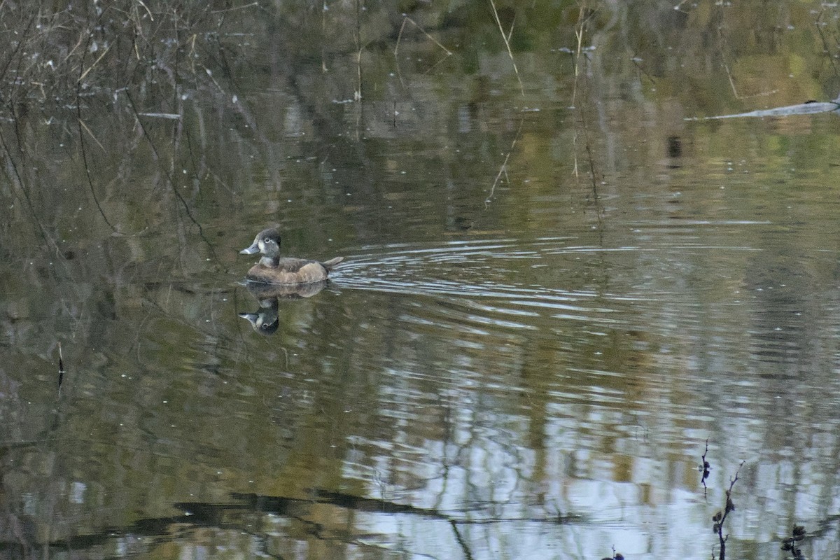 Ring-necked Duck - ML646778678