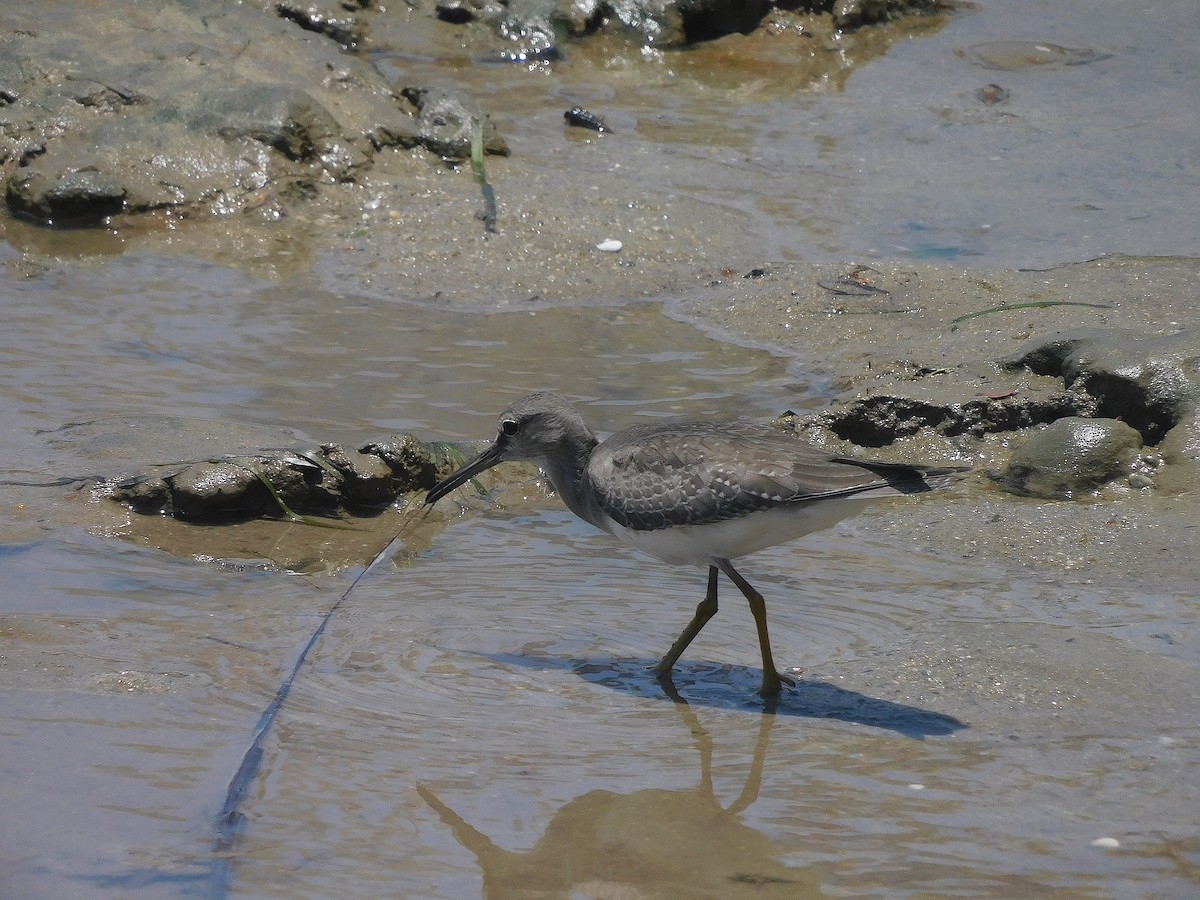 Gray-tailed Tattler - ML646778680