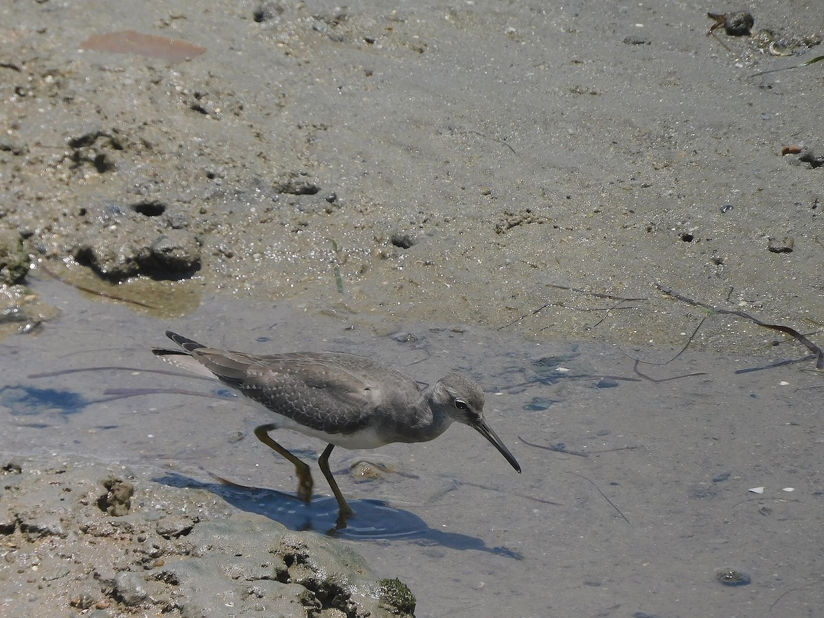 Gray-tailed Tattler - ML646778681