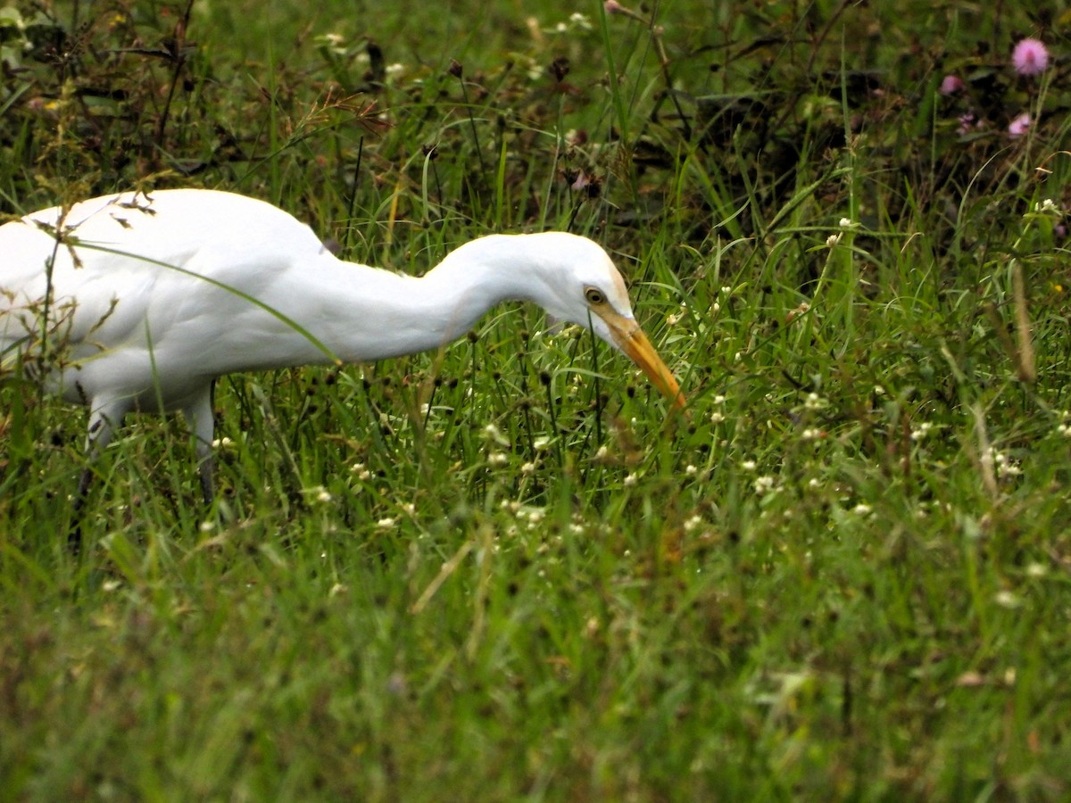 bøffelhegre - ML646778682