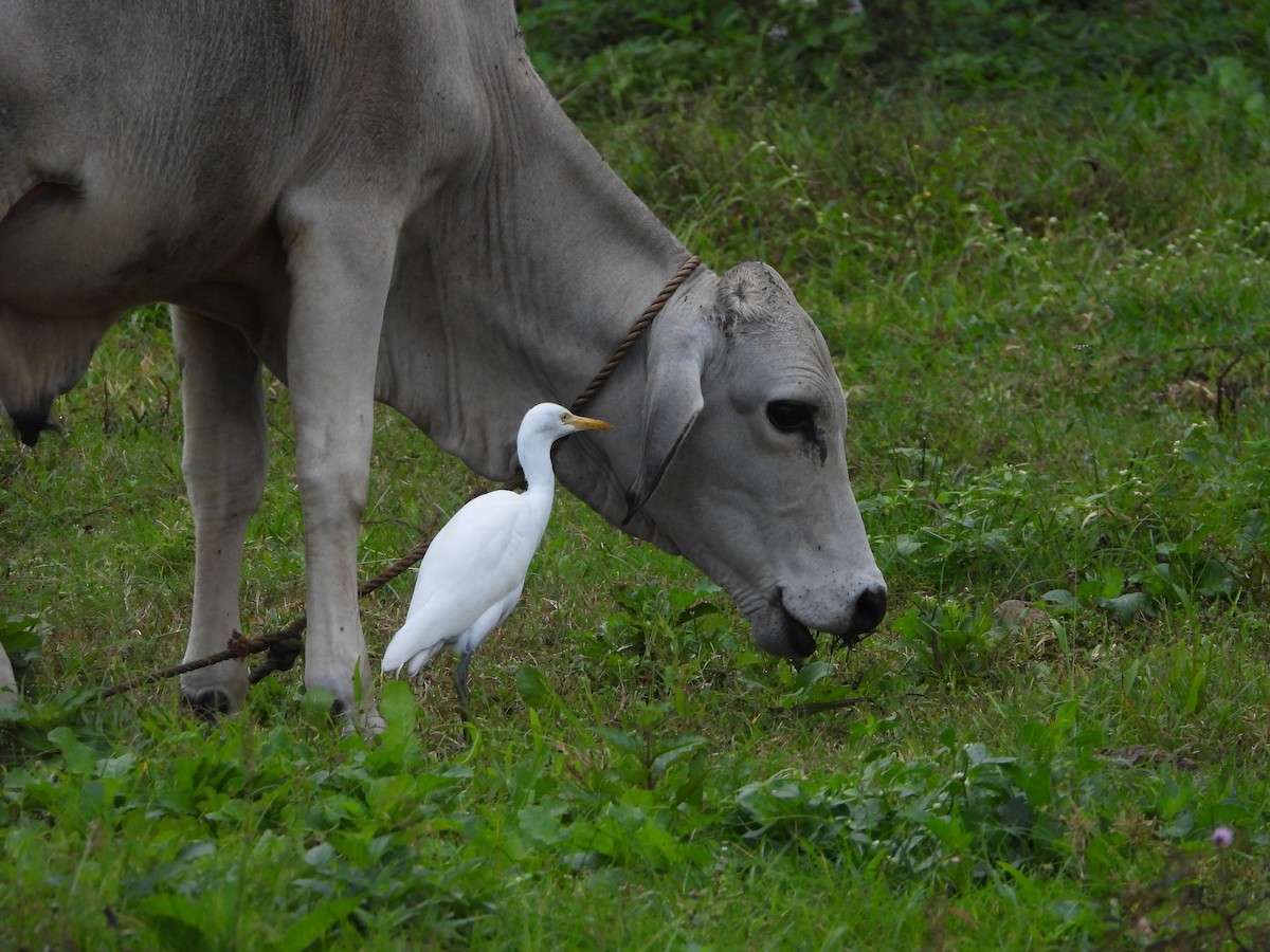 bøffelhegre - ML646778683