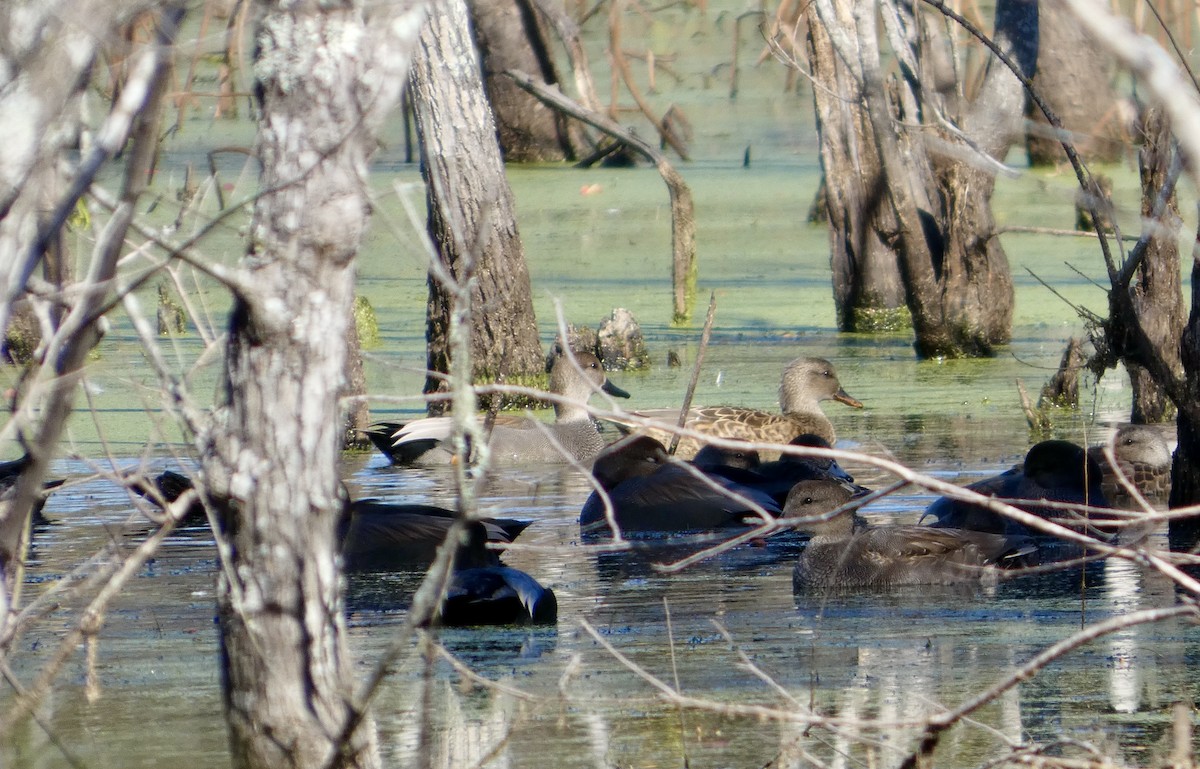 Boz Ördek - ML646778688