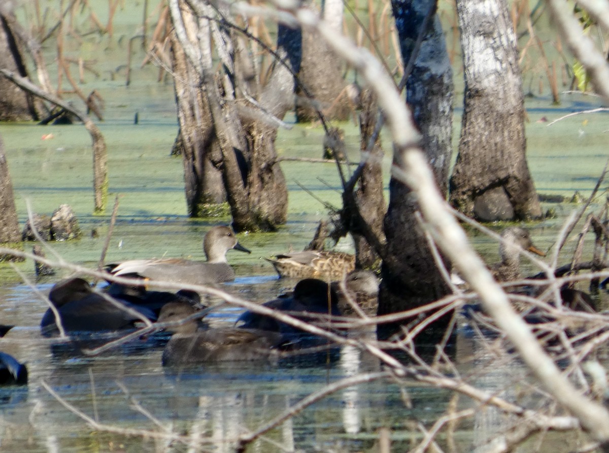 Boz Ördek - ML646778689