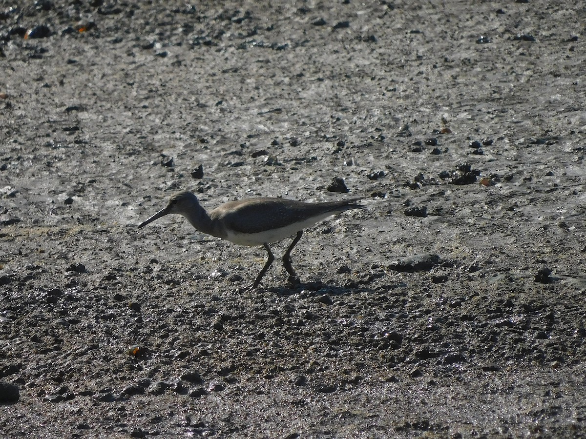Gray-tailed Tattler - ML646778690