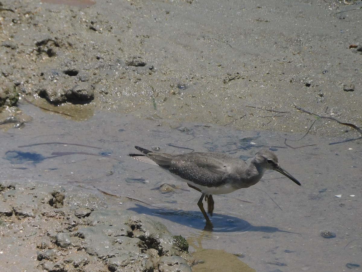 Gray-tailed Tattler - ML646778691