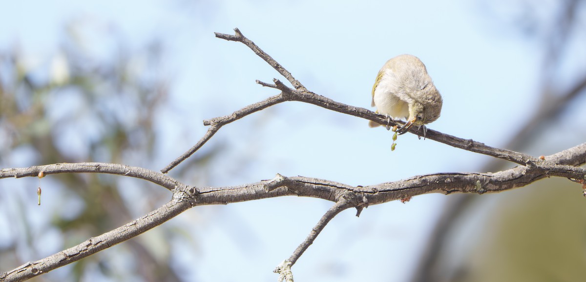 Brown Honeyeater - ML646778692