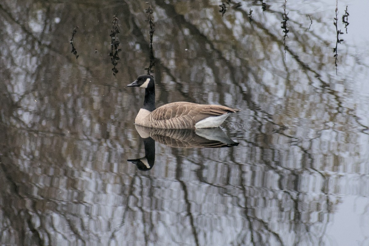 Canada Goose - ML646778695
