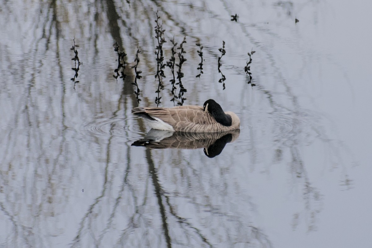 Canada Goose - ML646778696
