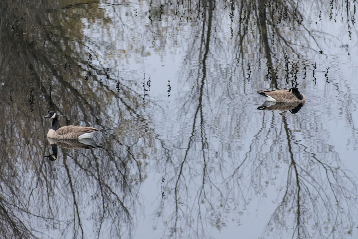 Canada Goose - ML646778697