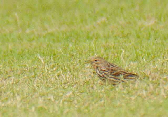 lappiplerke - ML646778698