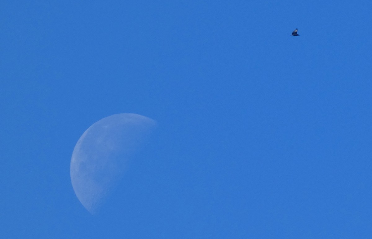 Karga Akbabası - ML646778699