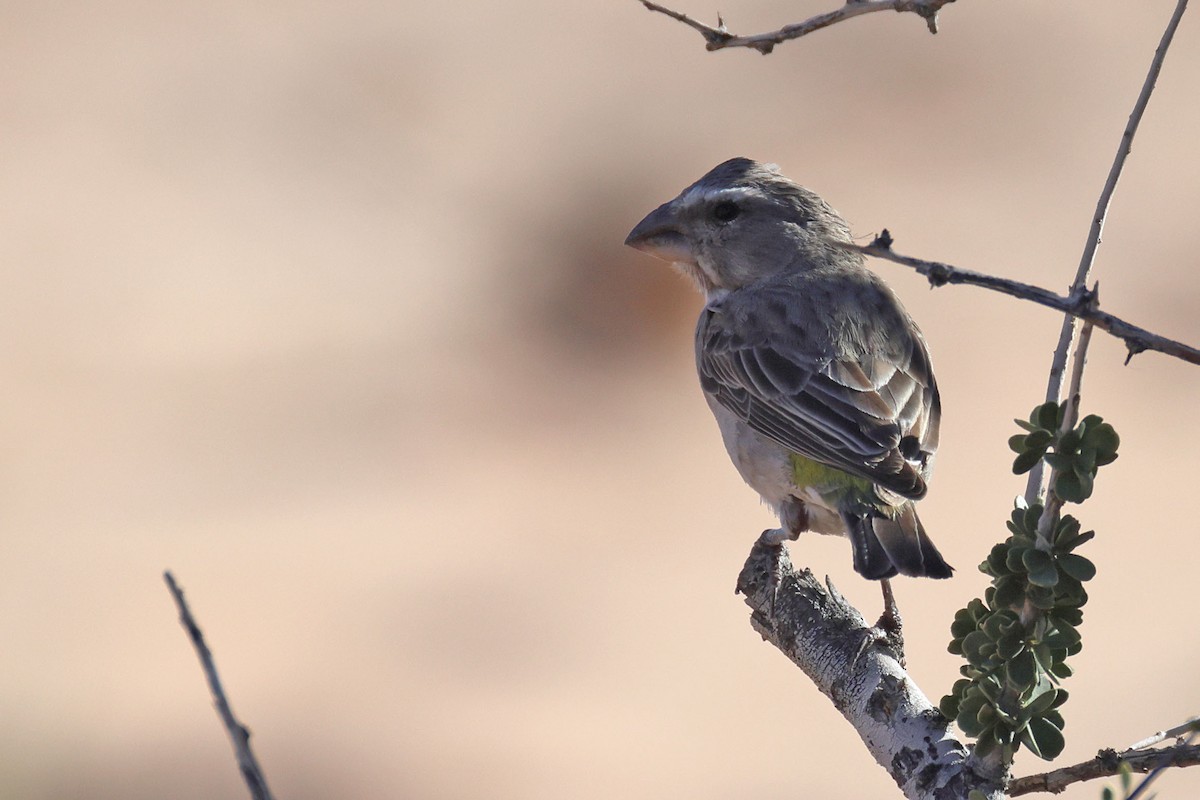 White-throated Canary - ML646778701