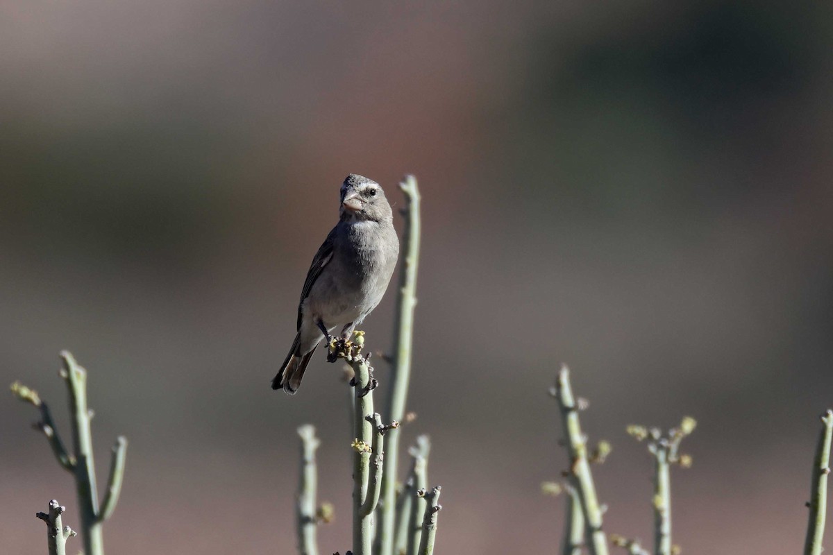 White-throated Canary - ML646778702