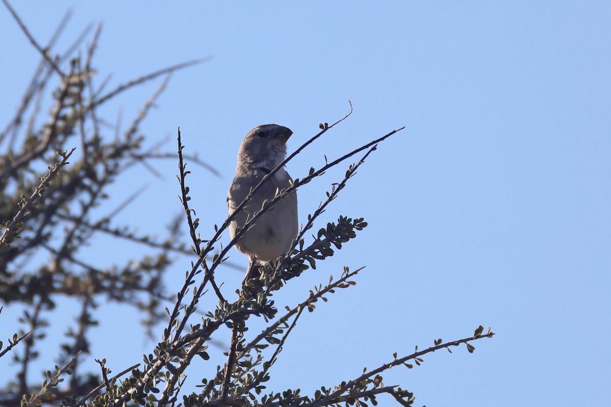 White-throated Canary - ML646778703