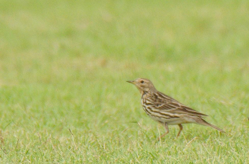 lappiplerke - ML646778704