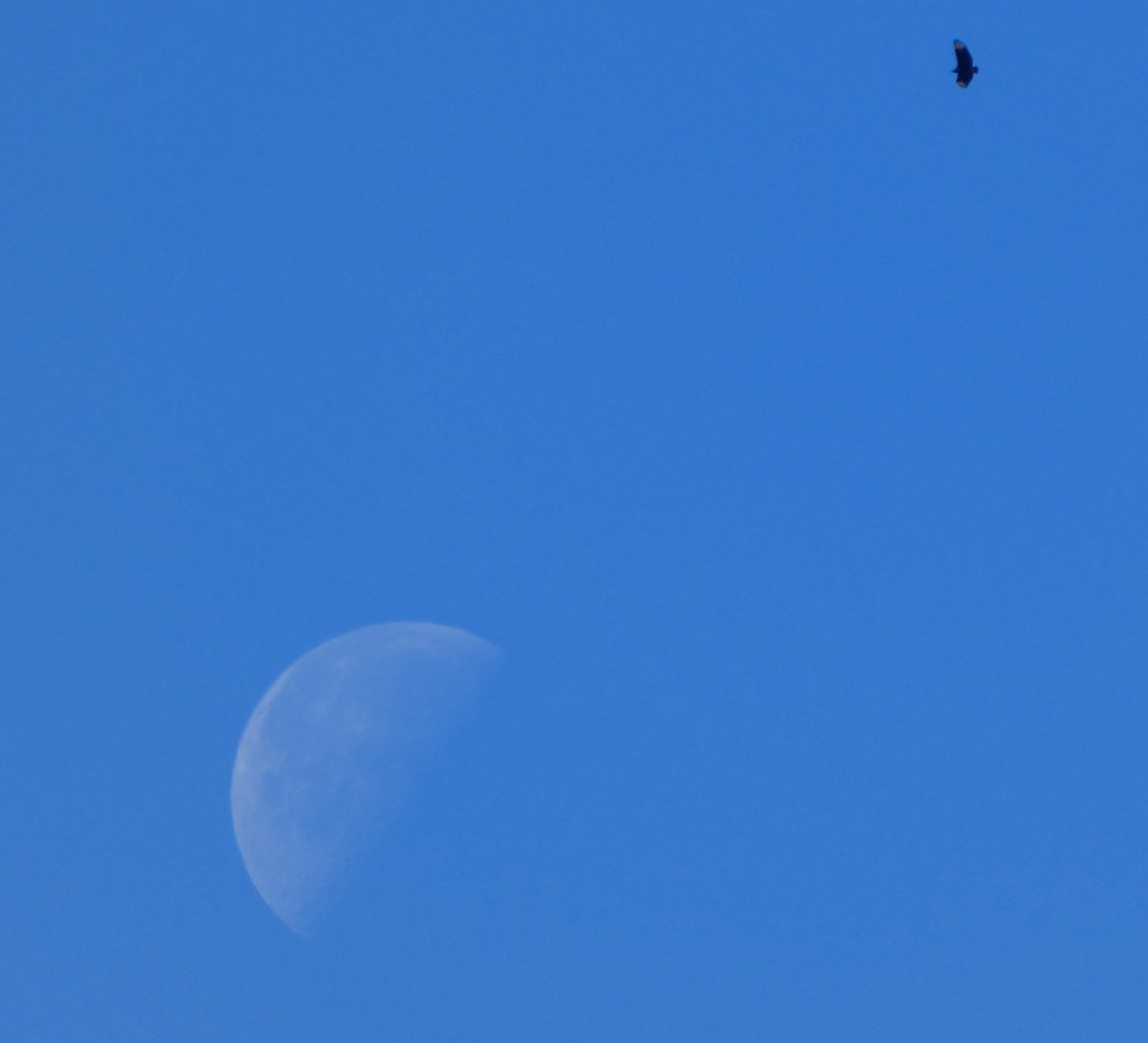 Karga Akbabası - ML646778705