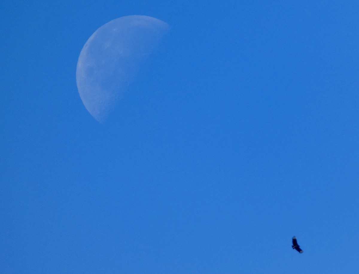 Karga Akbabası - ML646778707