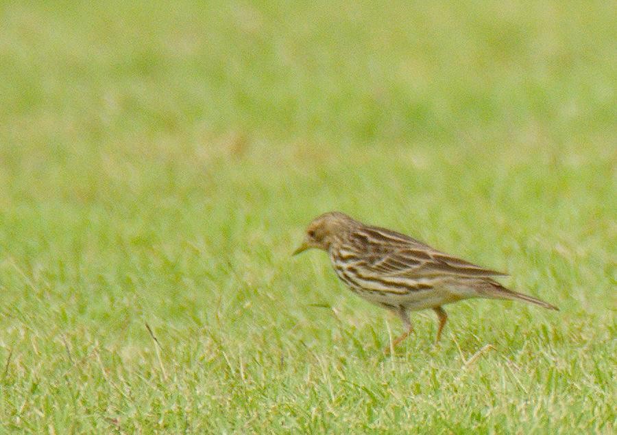 lappiplerke - ML646778708