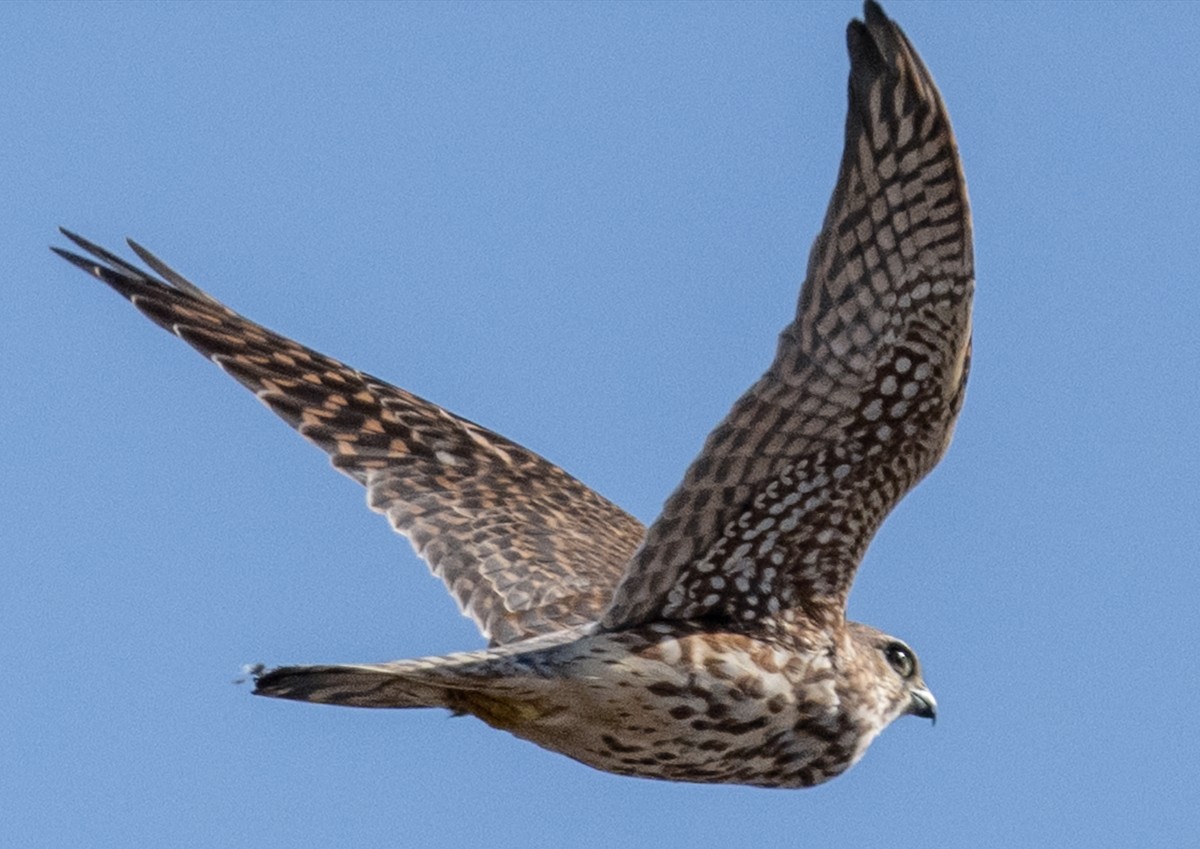 בז גמדי (מערבי) - ML646778709