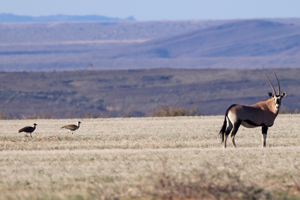Ludwig's Bustard - ML646778712