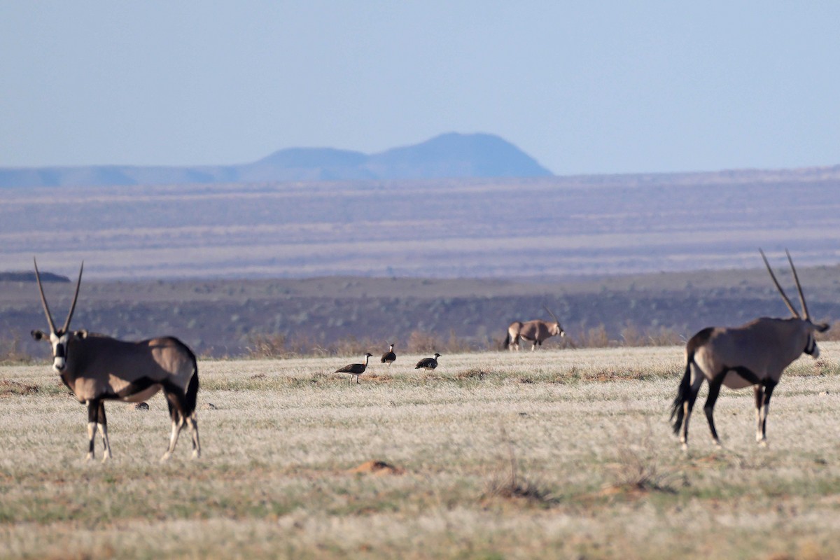 Ludwig's Bustard - ML646778713