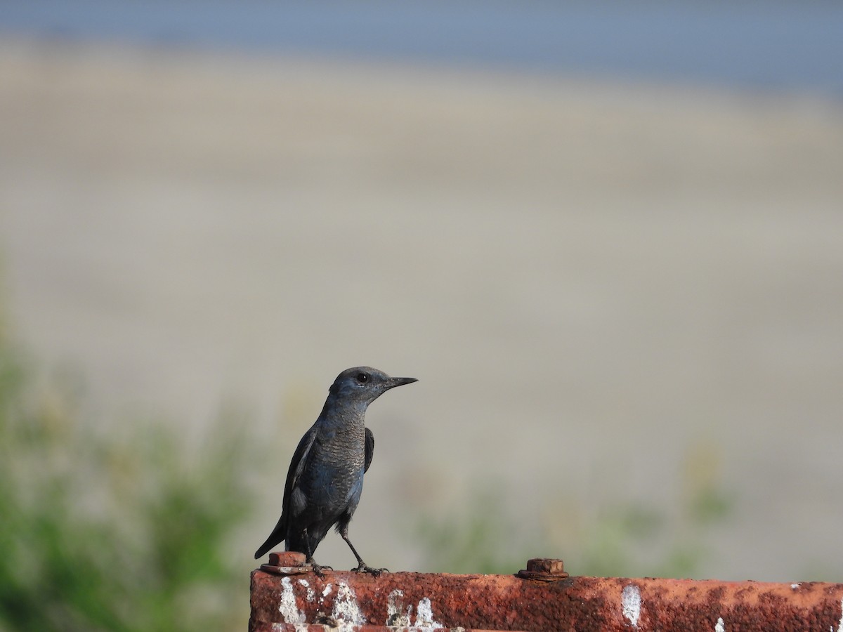 Цэнхэр жижир - ML646778714