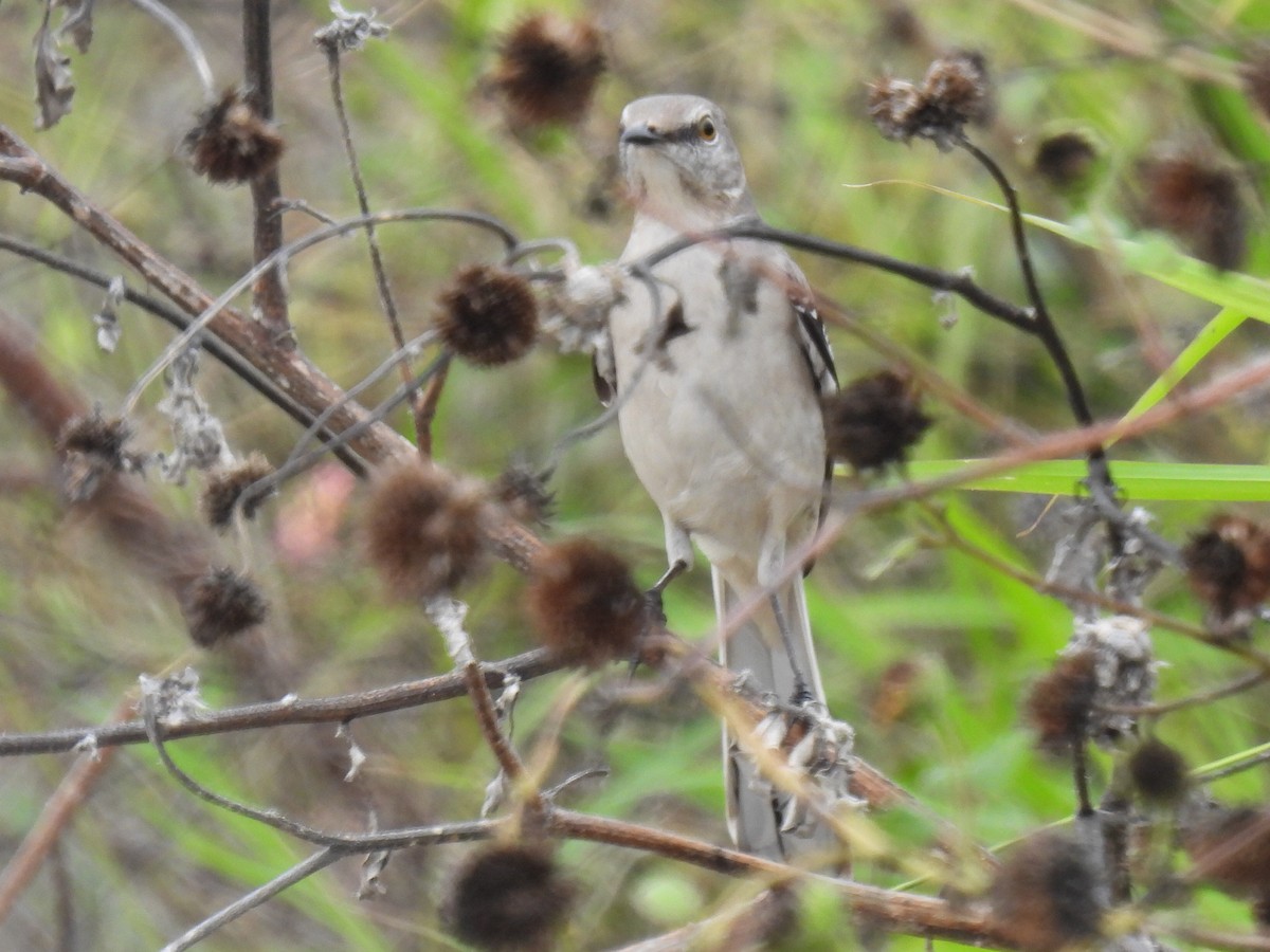 Northern Mockingbird - ML646778719