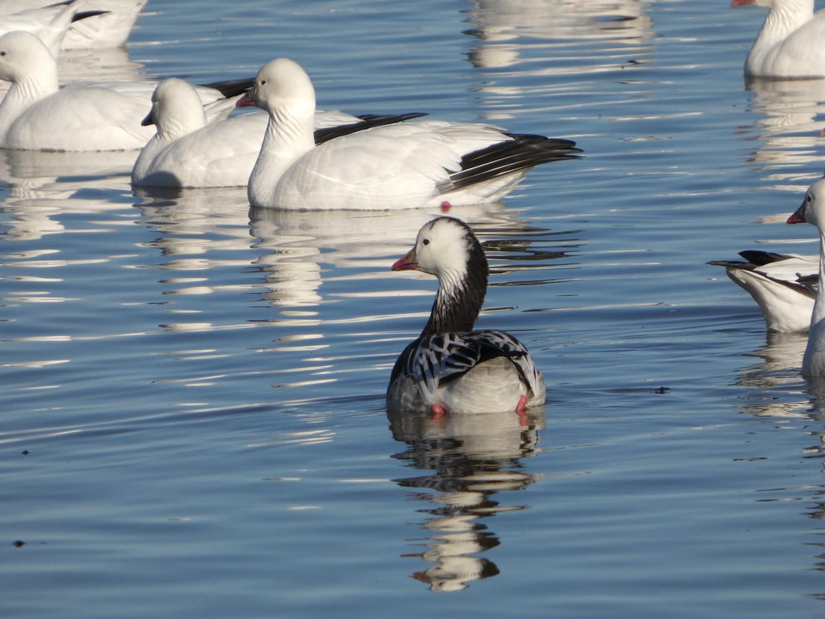 Oie des neiges - ML646778720