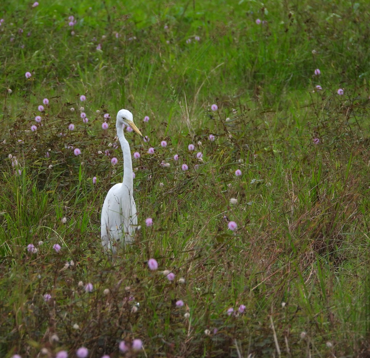 egretthegre - ML646778722