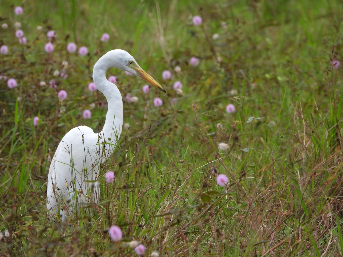 egretthegre - ML646778723