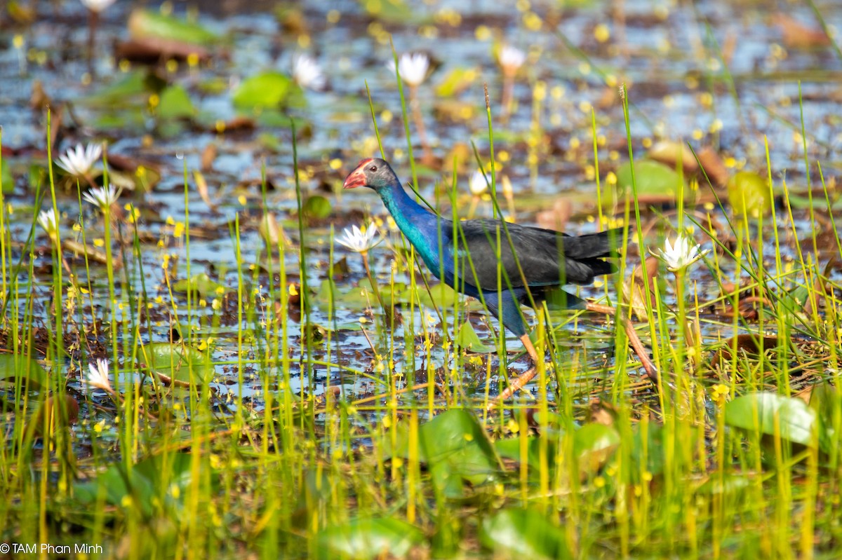 פורפיריה אפורת-ראש - ML646778725