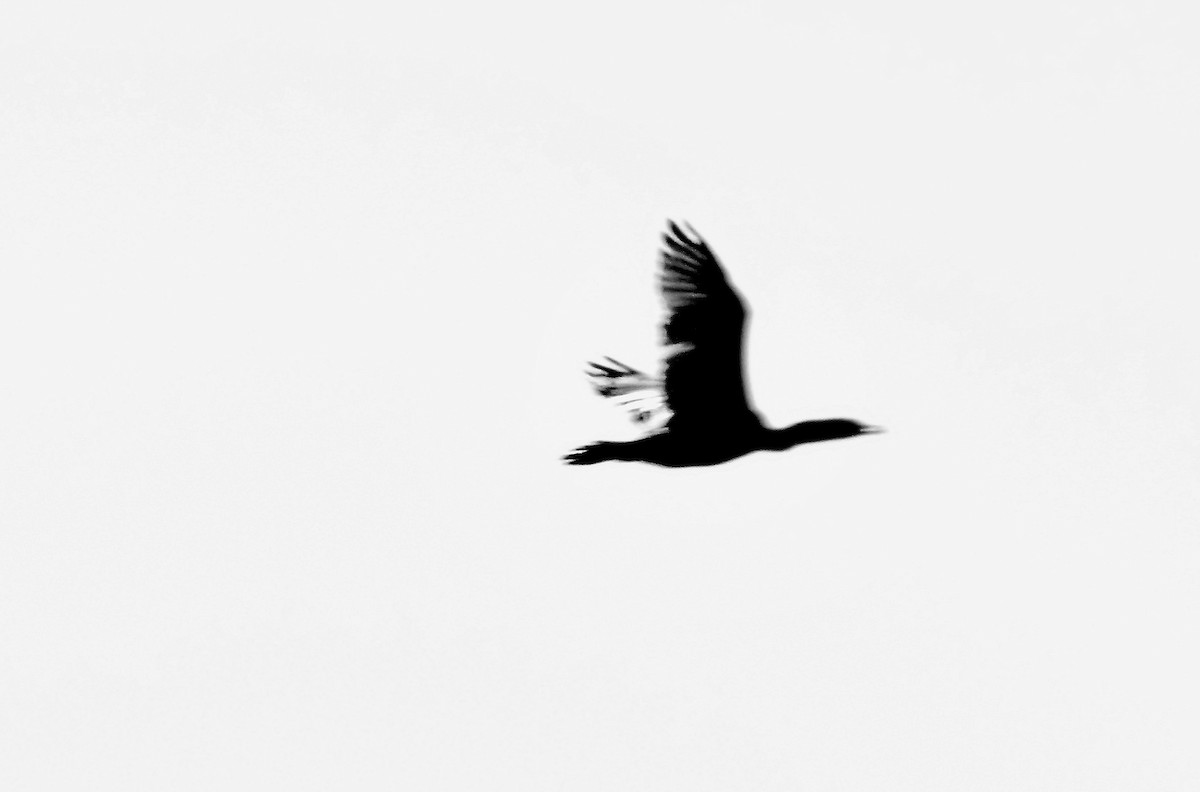 קורמורן אמריקני - ML646778726