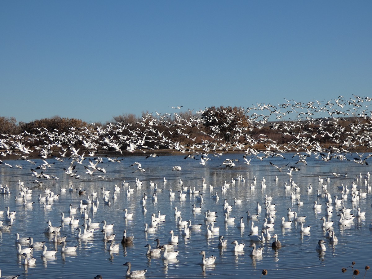 אווז שלג - ML646778727