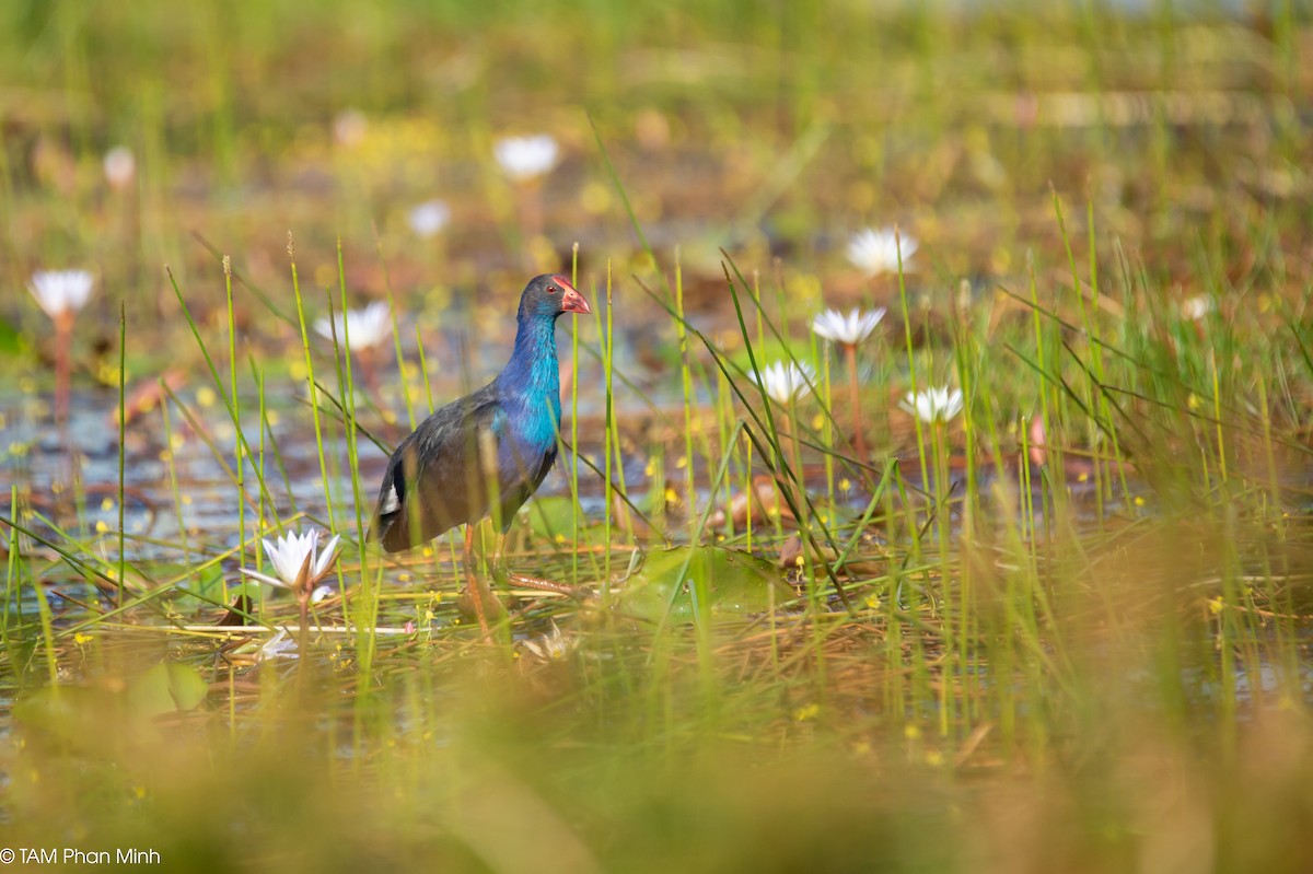 פורפיריה אפורת-ראש - ML646778728