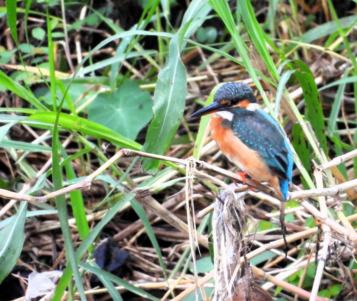 שלדג גמדי - ML646778730