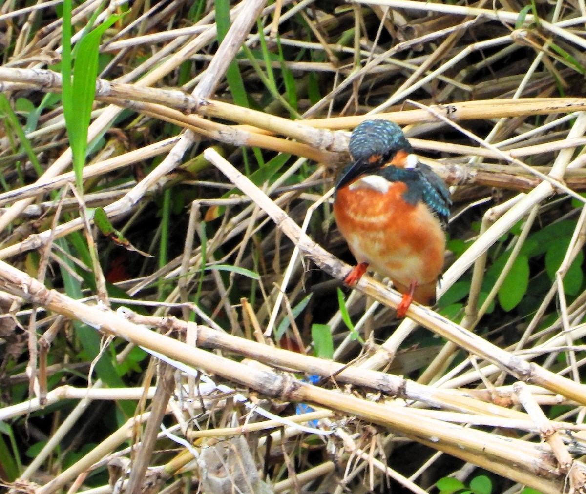 שלדג גמדי - ML646778731
