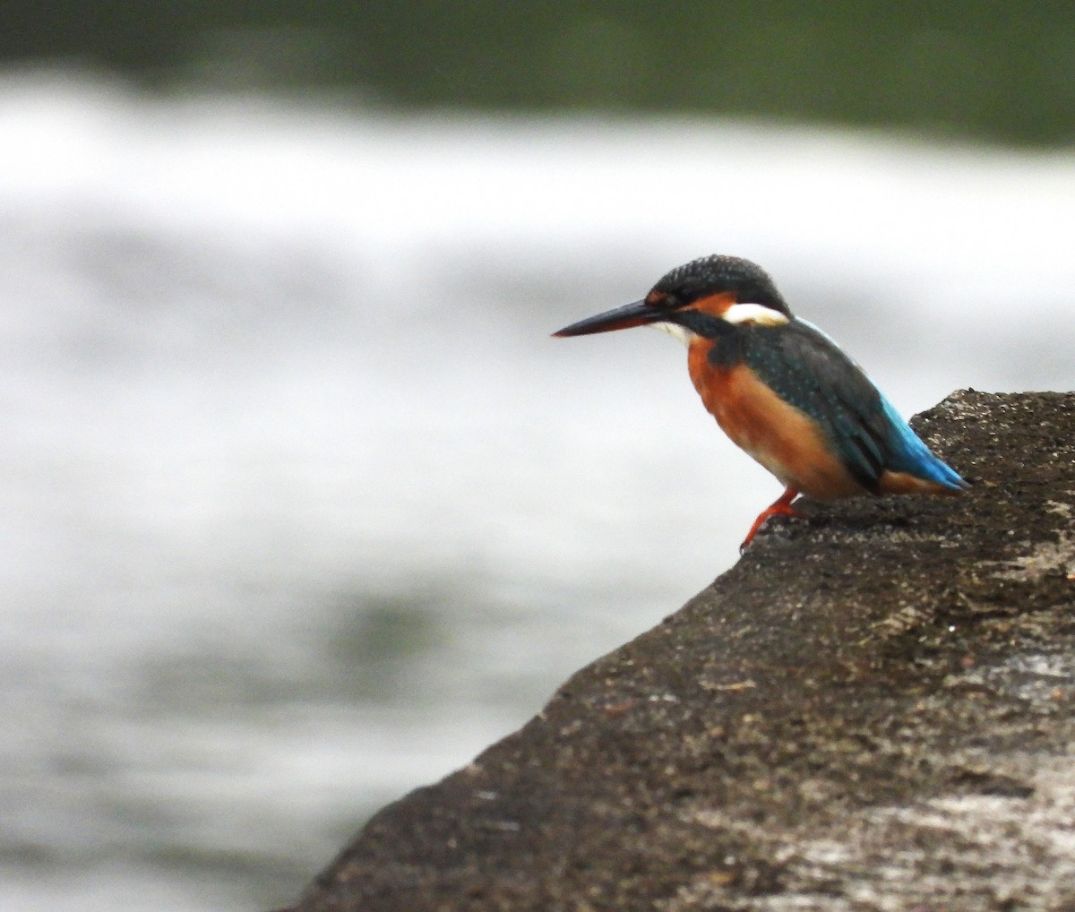 שלדג גמדי - ML646778732