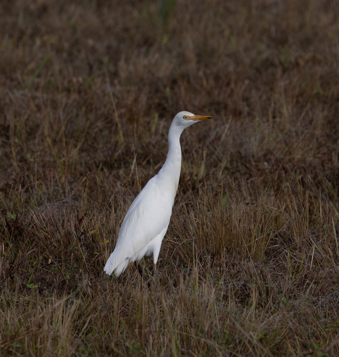 אנפית בקר מערבית - ML646778733
