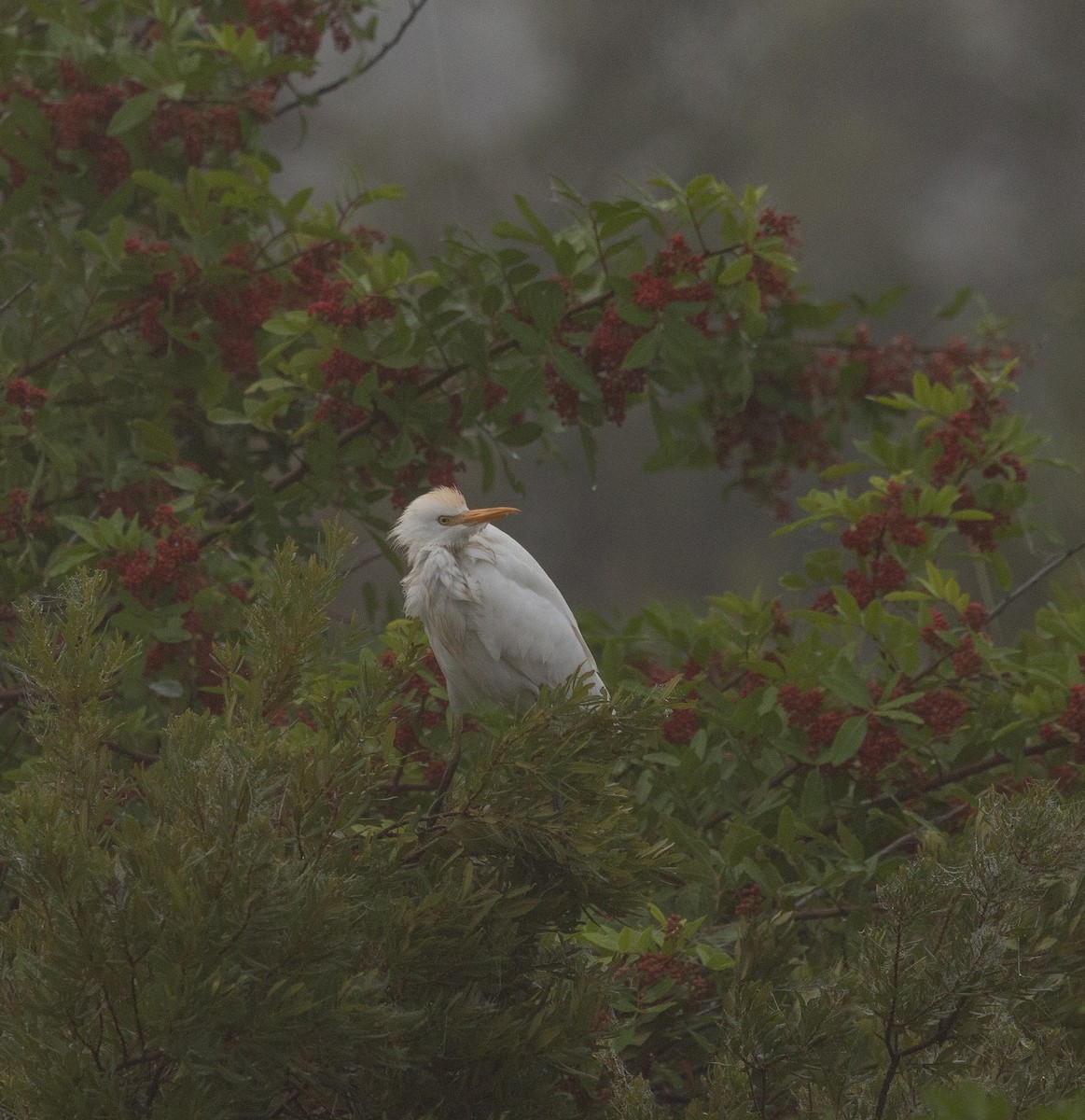 אנפית בקר מערבית - ML646778734