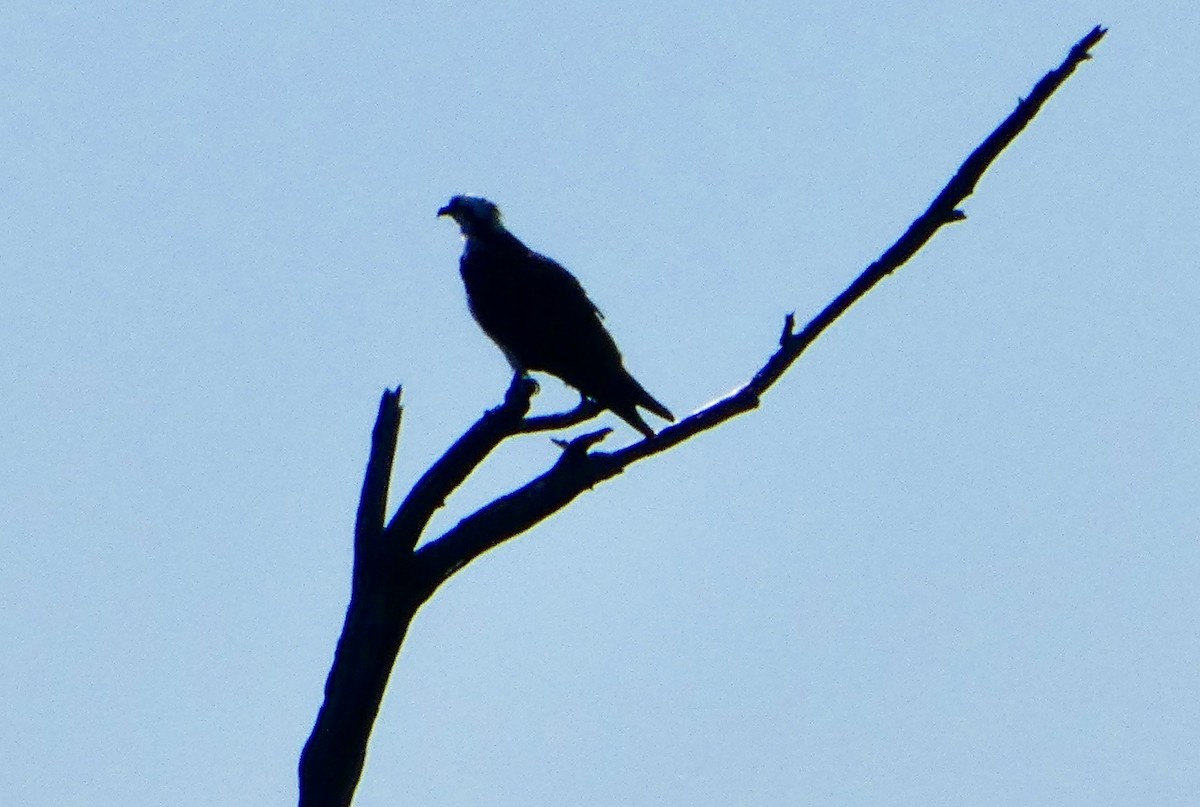 שלך - ML646778735