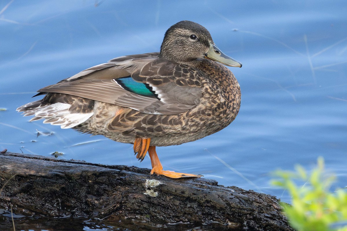 Hawaiian Duck x Mallard (hybrid) - ML646778736