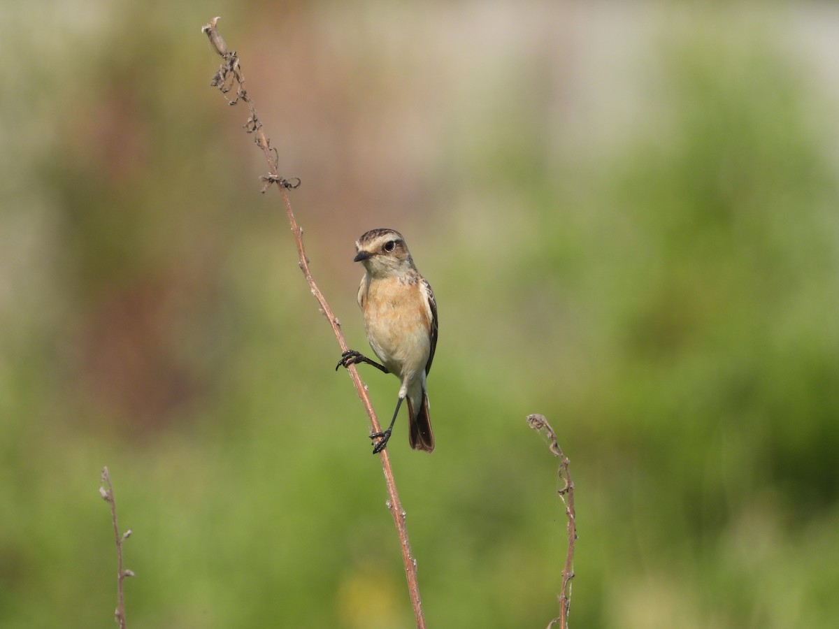 דוחל מזרחי - ML646778737