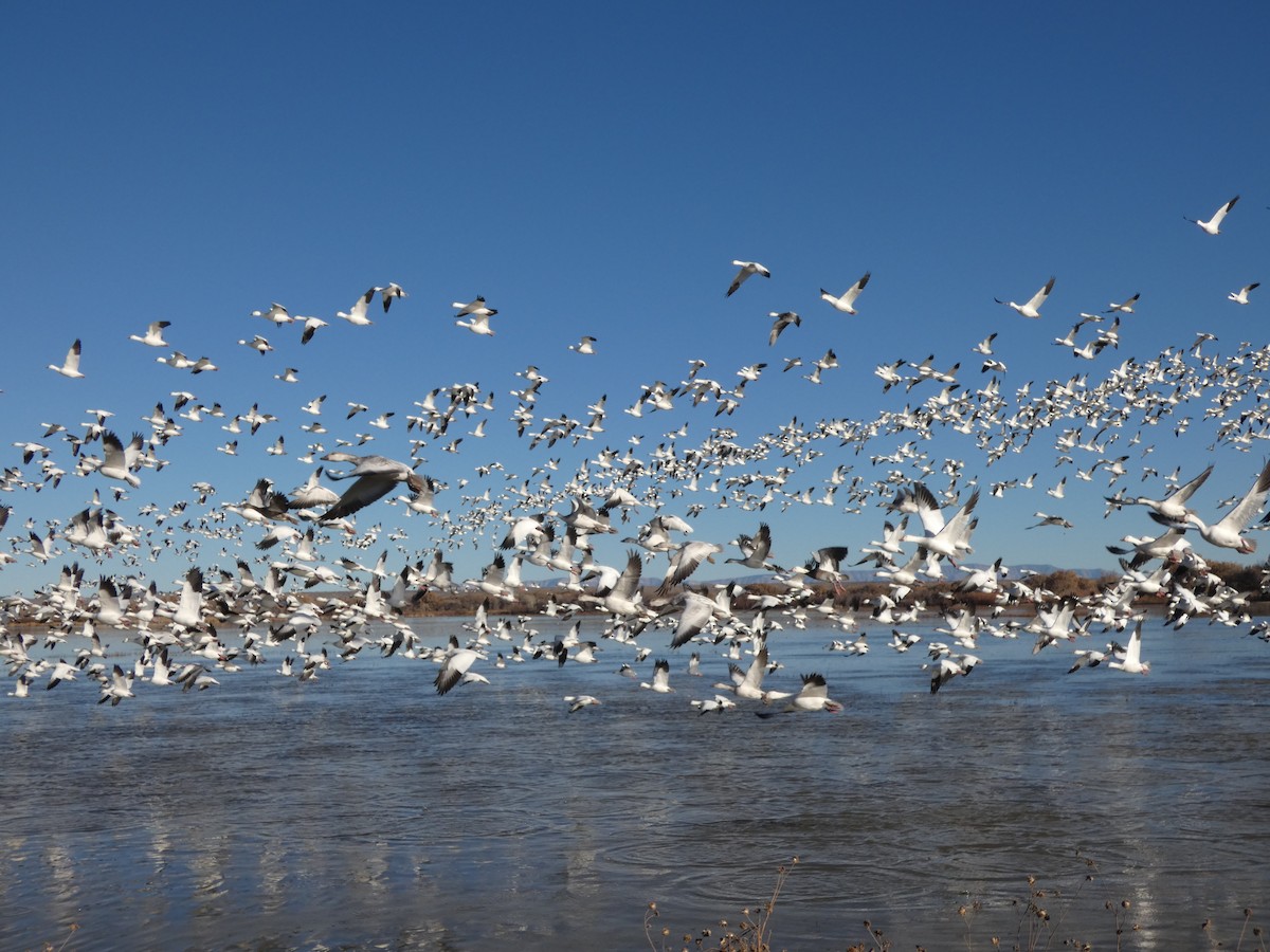 אווז שלג - ML646778738