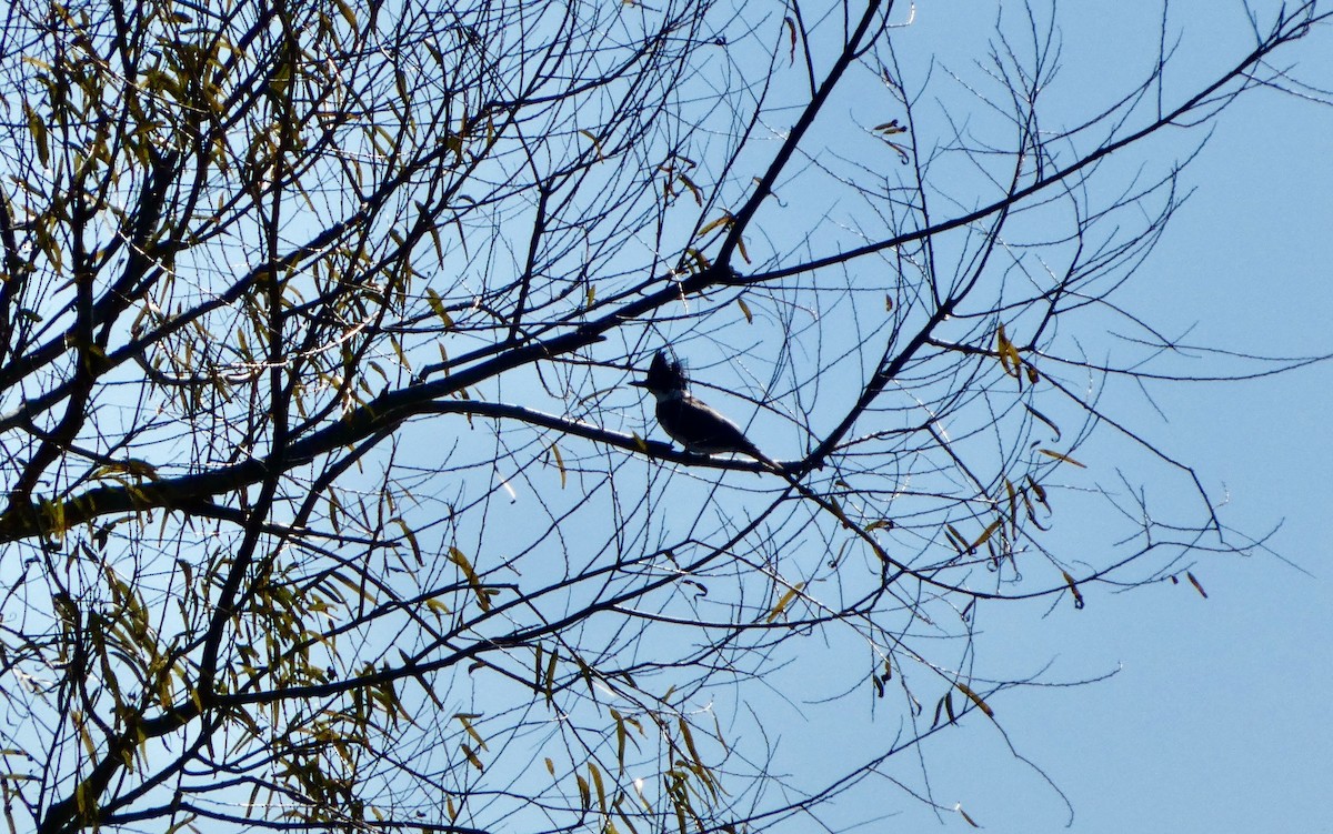 שלדג אמריקני - ML646778739