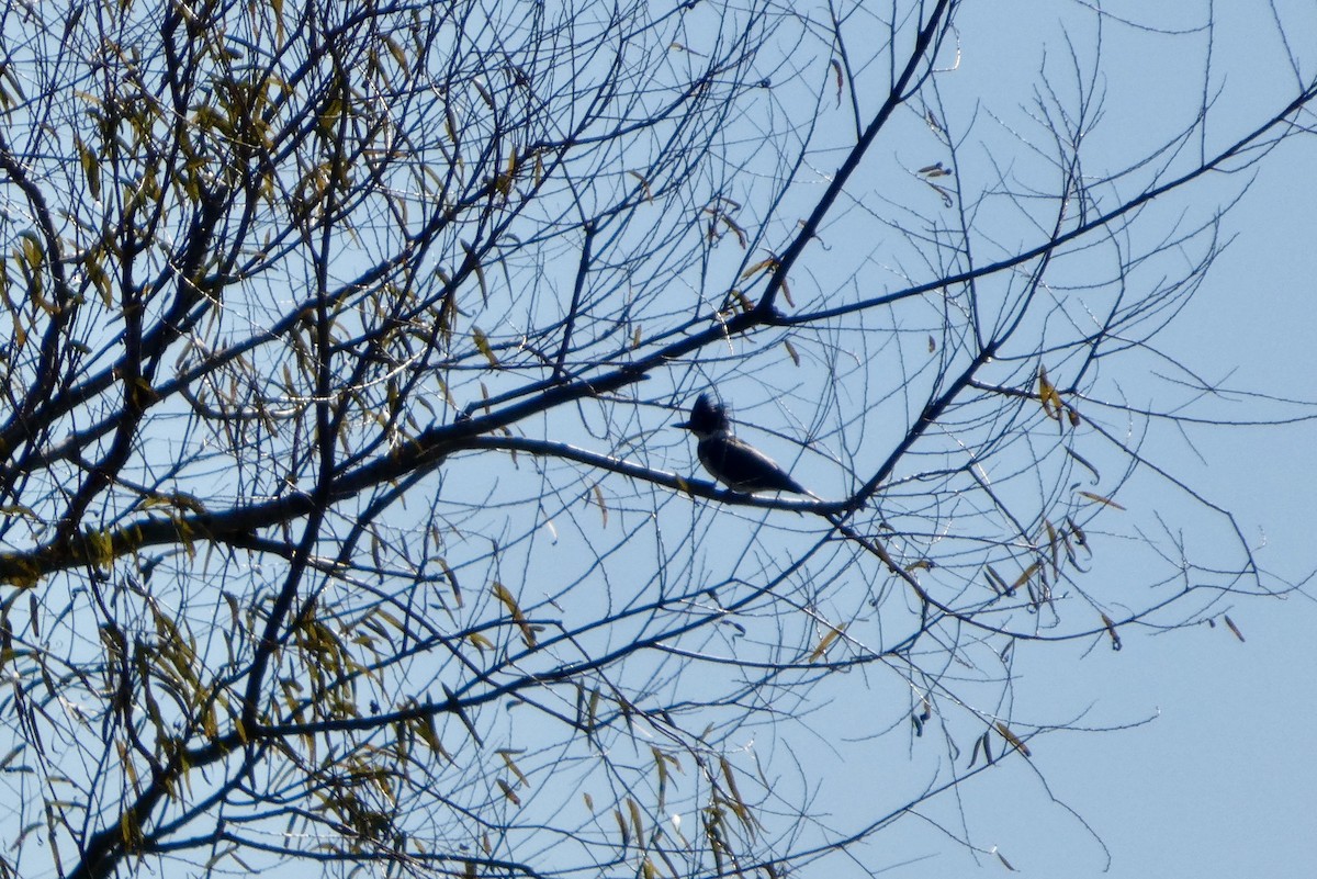 שלדג אמריקני - ML646778740