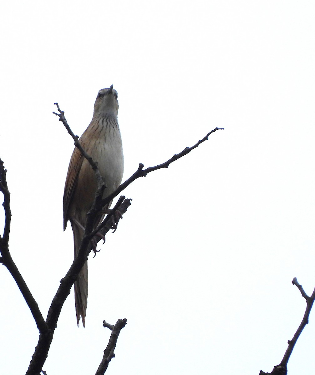 Striated Grassbird - ML646778741