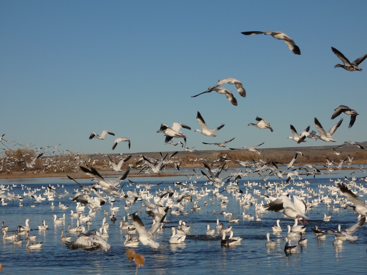 אווז שלג - ML646778744