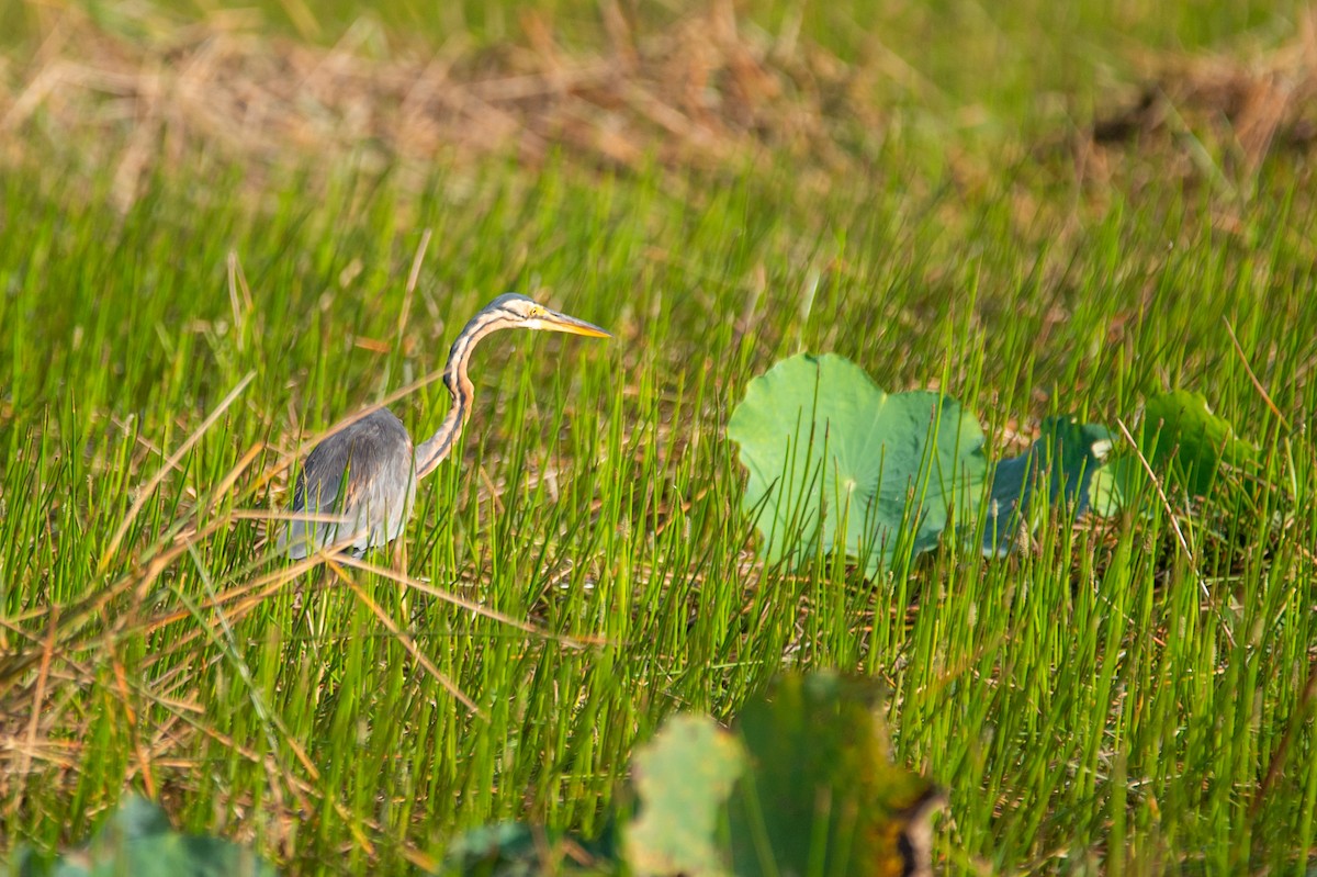 אנפה ארגמנית - ML646778745