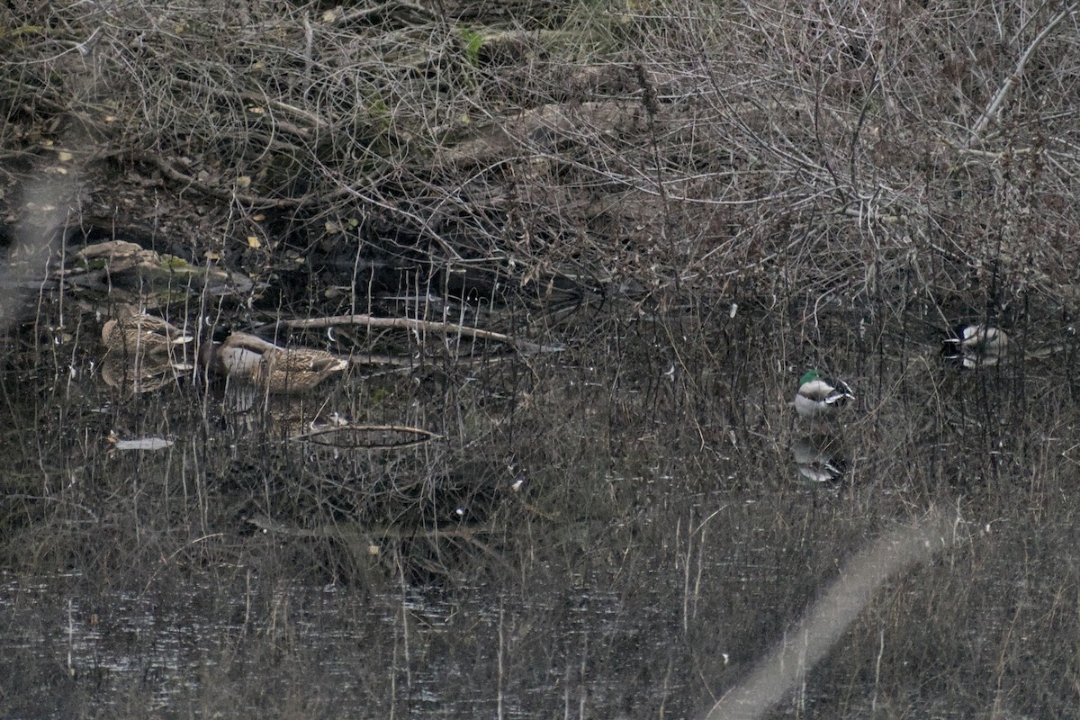 ברכיה - ML646778746