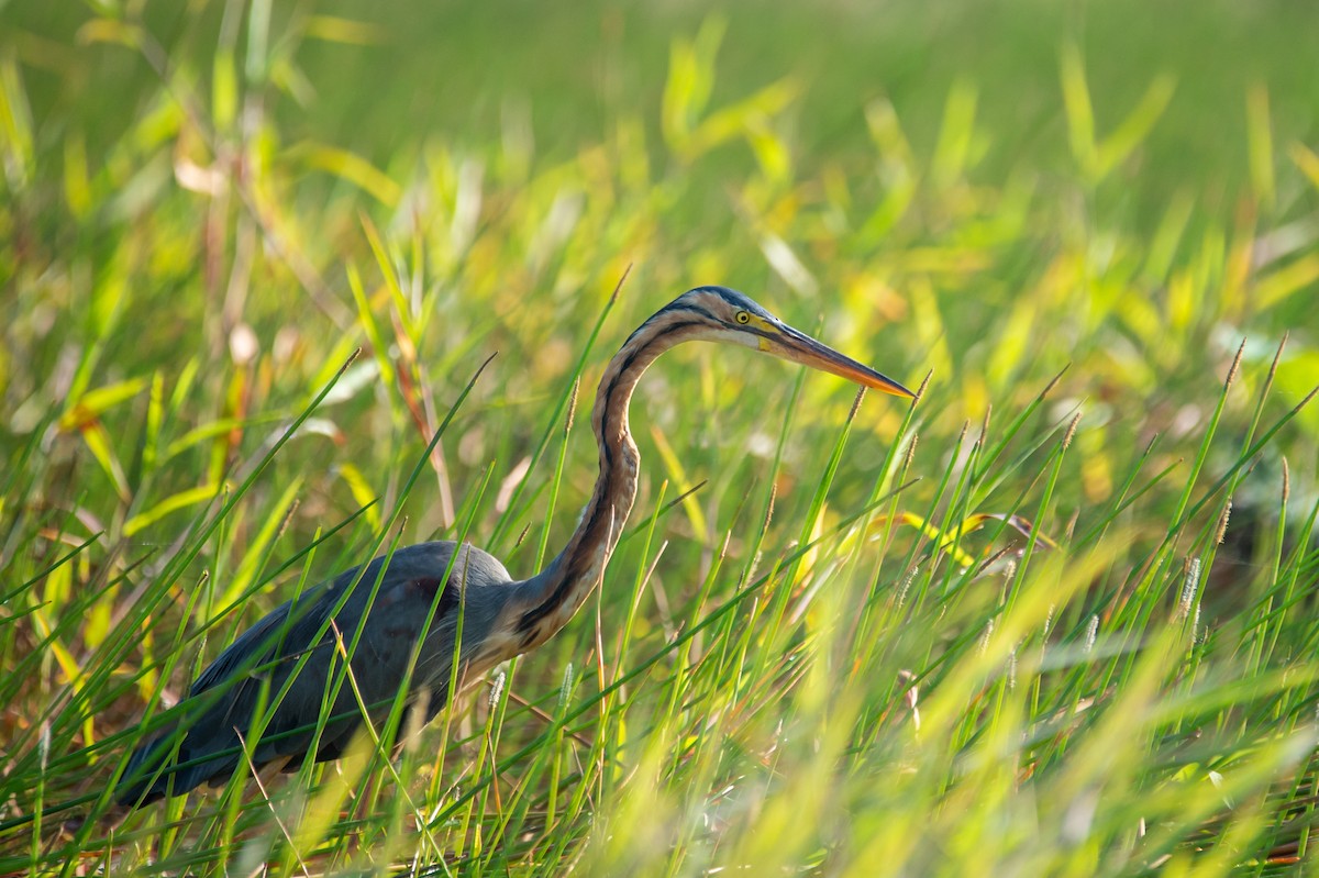 אנפה ארגמנית - ML646778747